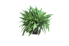 Organic Tarragon