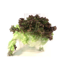 Red Leaf Lettuce
