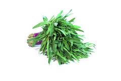 Tarragon
