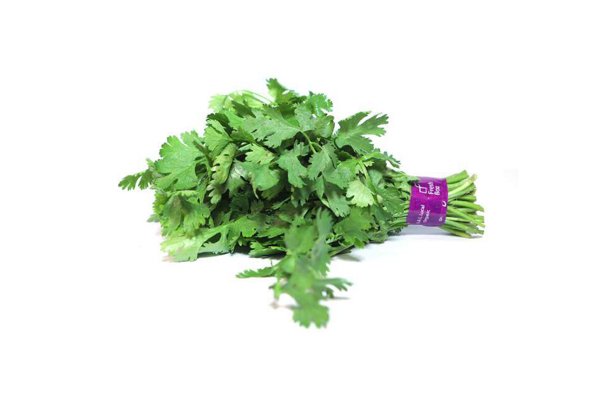 Cilantro