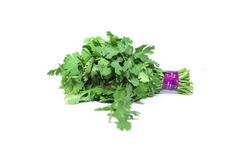 Cilantro